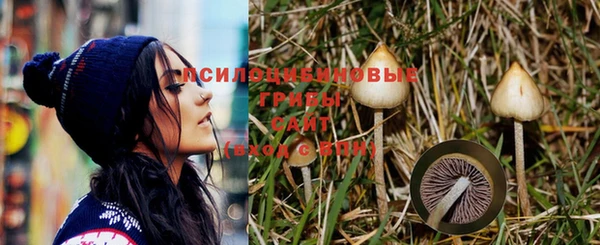 PSILOCYBIN Ладушкин